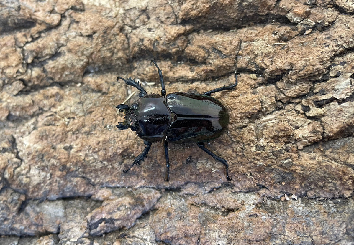 ニジイロクワガタ