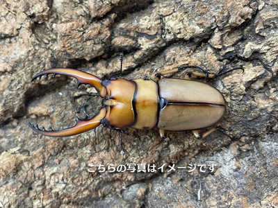 【幼虫】アスタコイデスノコギリクワガタ　亜種ブランカルディ