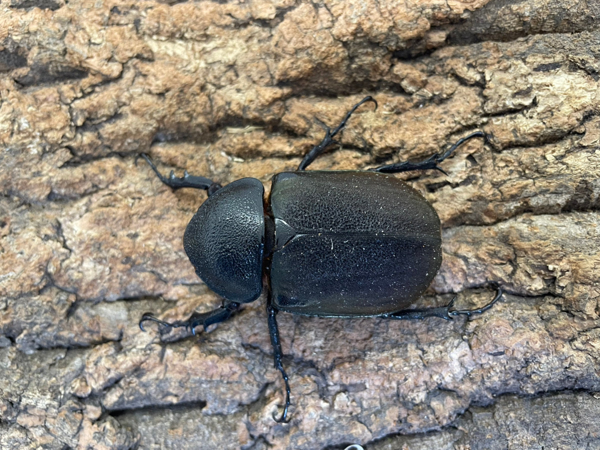 マルスゾウカブト