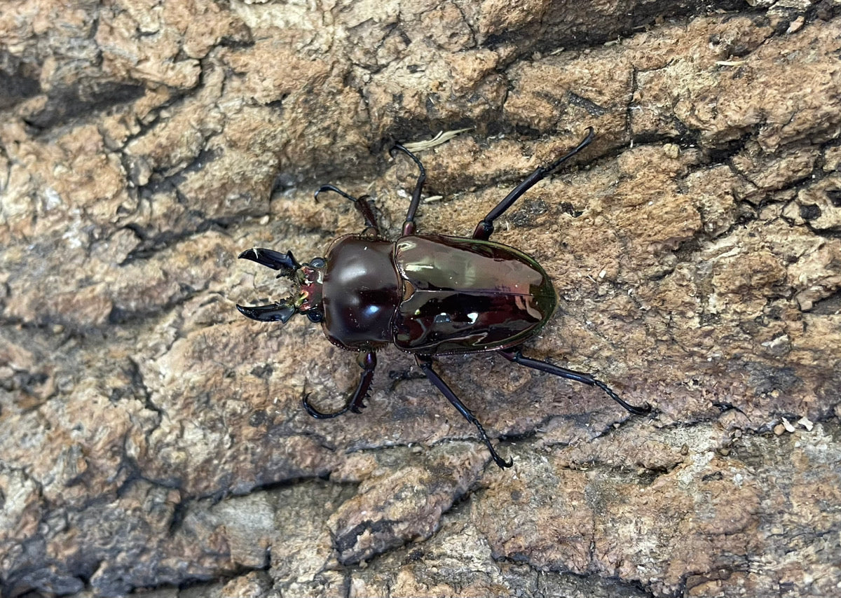 ニジイロクワガタ