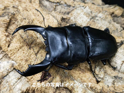 【幼虫】スマトラオオヒラタクワガタ(800菌糸)
