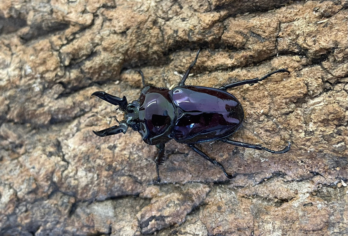 ニジイロクワガタ（紫紺）