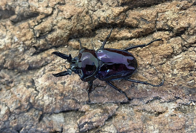 ニジイロクワガタ（紫紺）