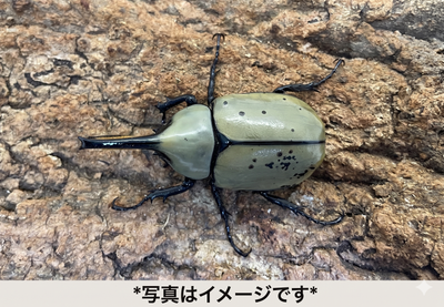 【幼虫】グラントシロカブト (2)