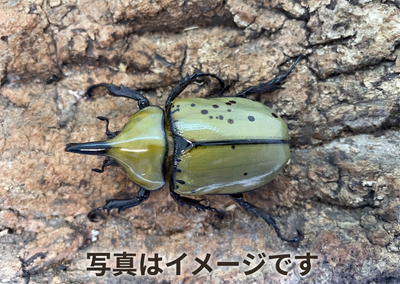 【幼虫】ティティウスシロカブト