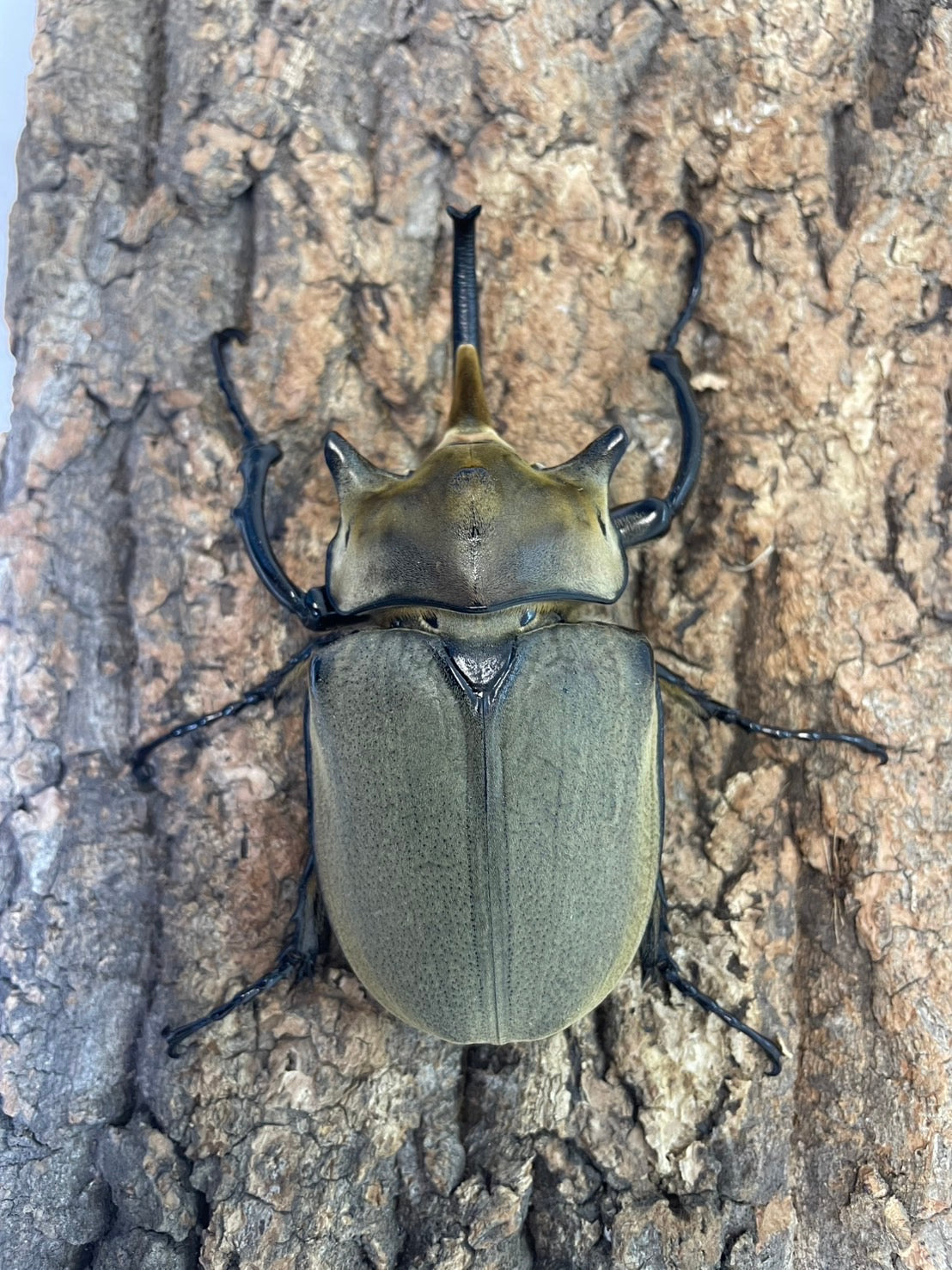 幼虫】エレファスゾウカブト – INSECT SHOP KMY