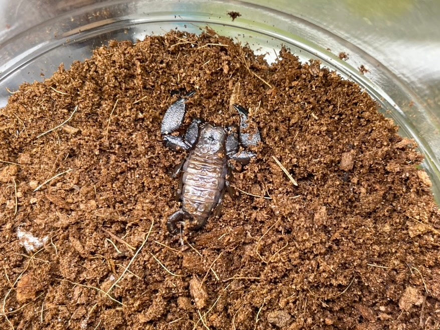 ザンビア産　サソリカミキリ　47mm 奇蟲・その他 – INSECT SHOP KMY