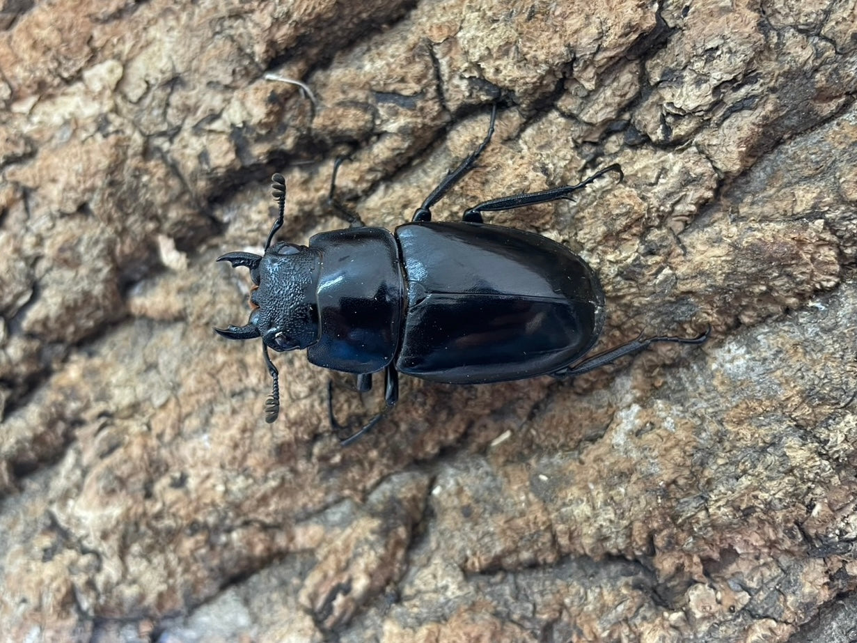 ギラファノコギリクワガタ – INSECT SHOP KMY