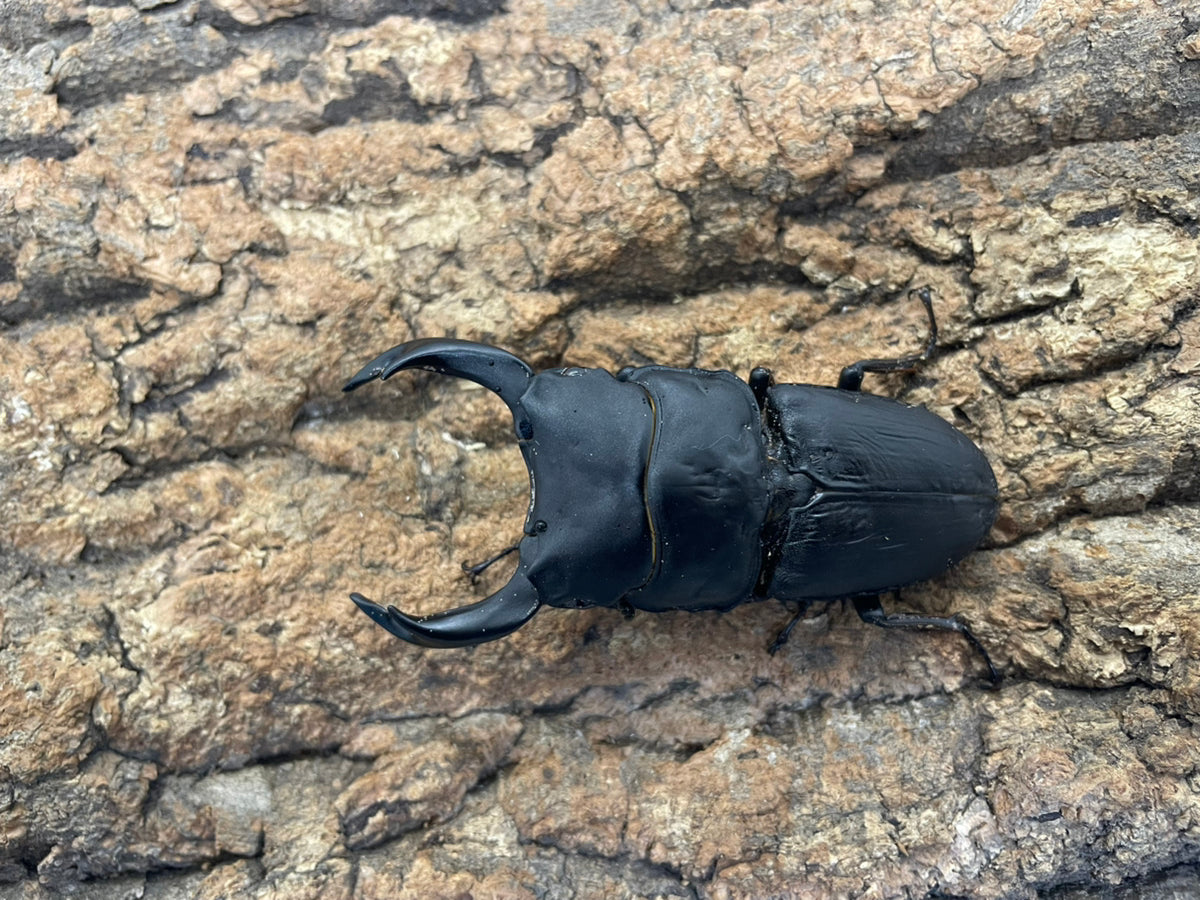 オオクワガタ（YG）