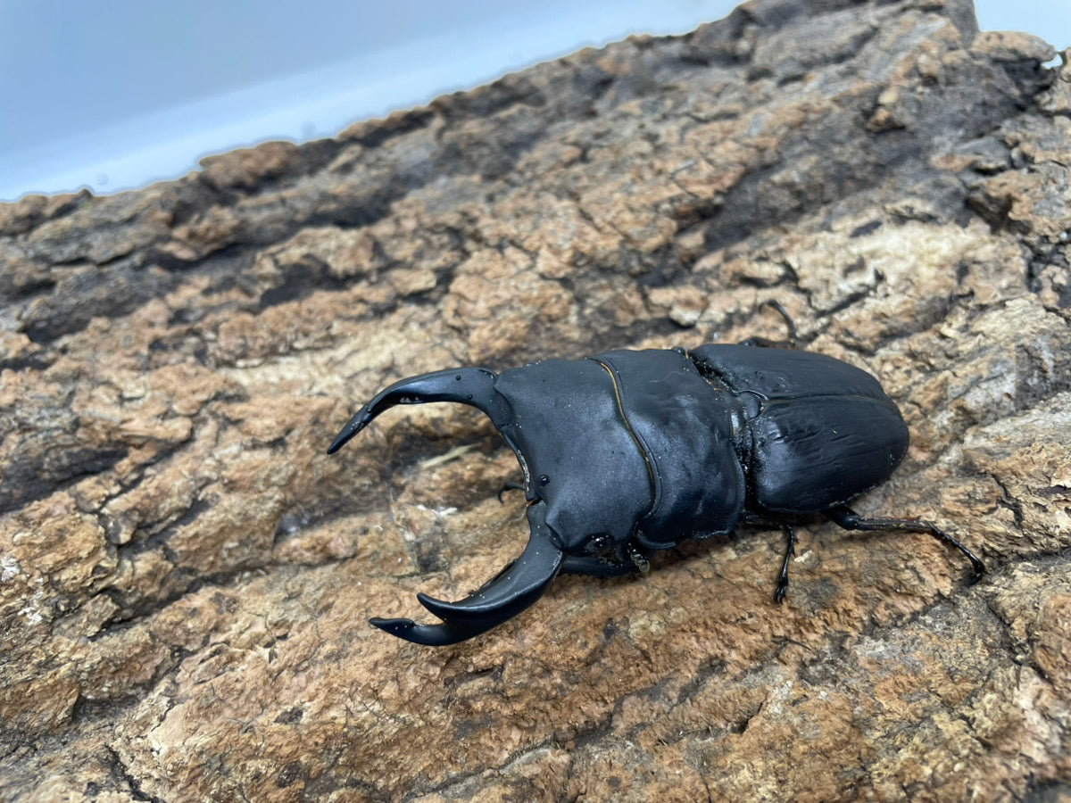 オオクワガタ（YG）