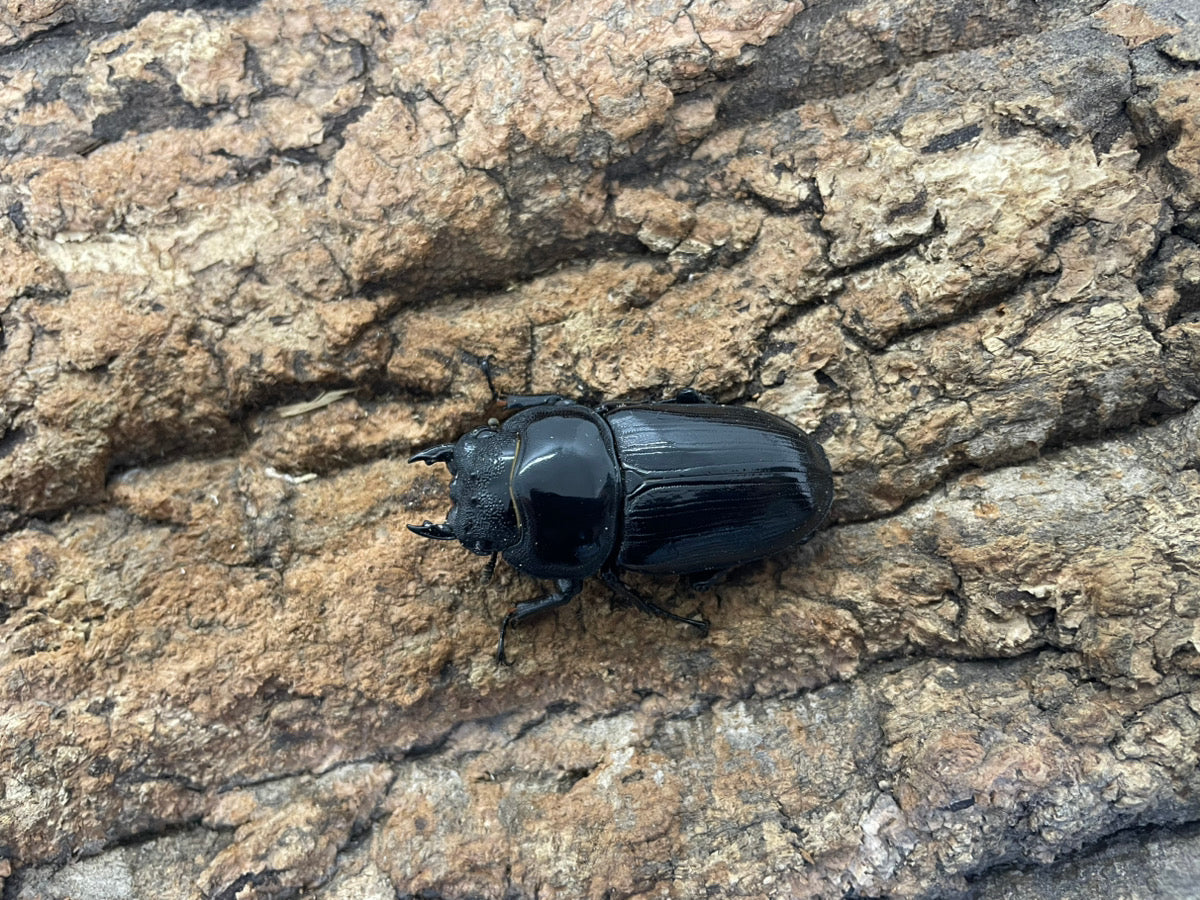 オオクワガタ（YG）