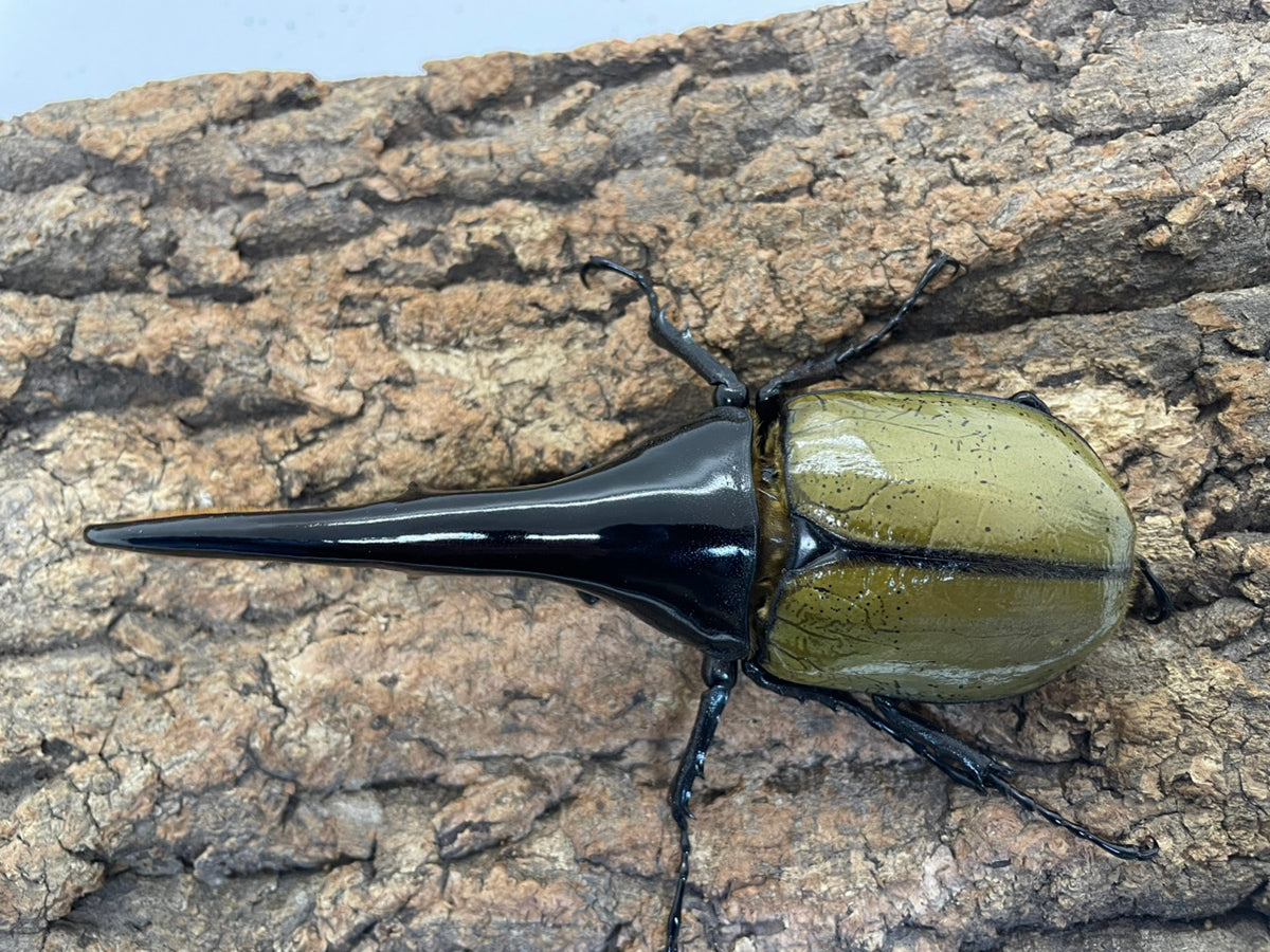 外国産大型カブト系 – INSECT SHOP KMY