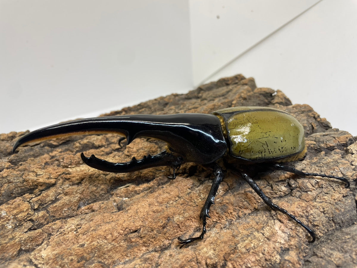 DH.ヘラクレスオオカブト