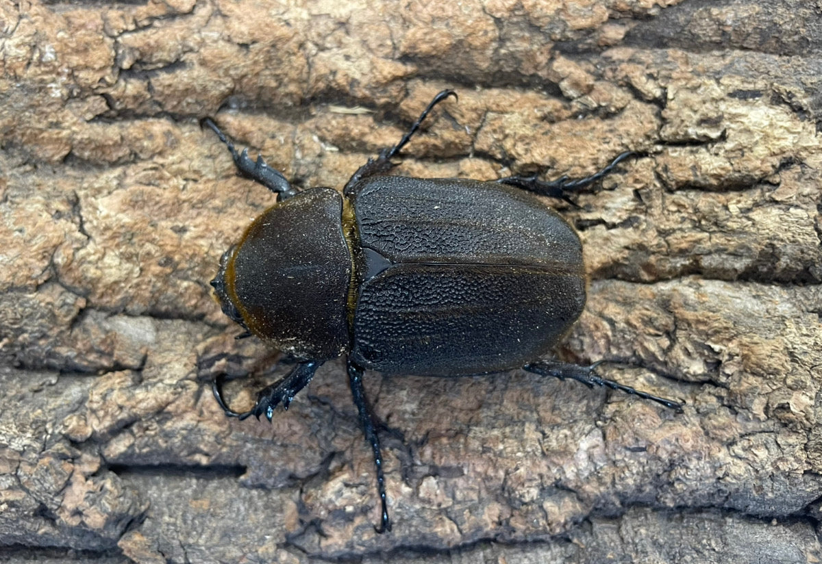 DH.ヘラクレスオオカブト