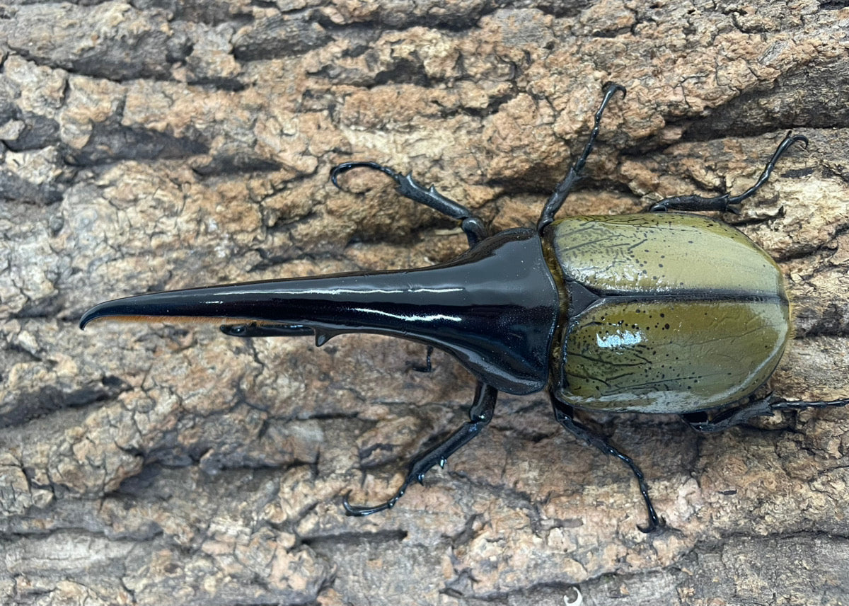 ヘラクレス系 – INSECT SHOP KMY