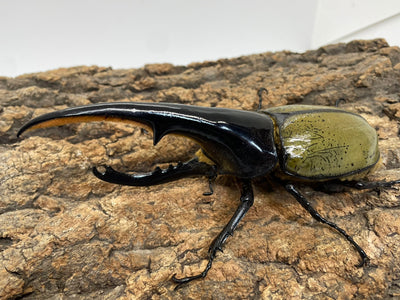 DH.ヘラクレスオオカブト