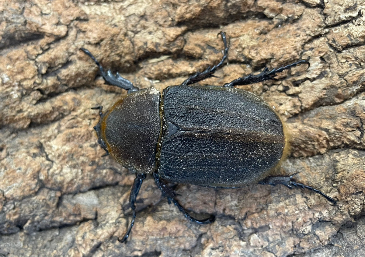 DH.ヘラクレスオオカブト