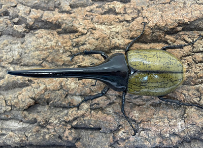 DH.ヘラクレスオオカブト