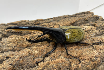 DH.ヘラクレスオオカブト