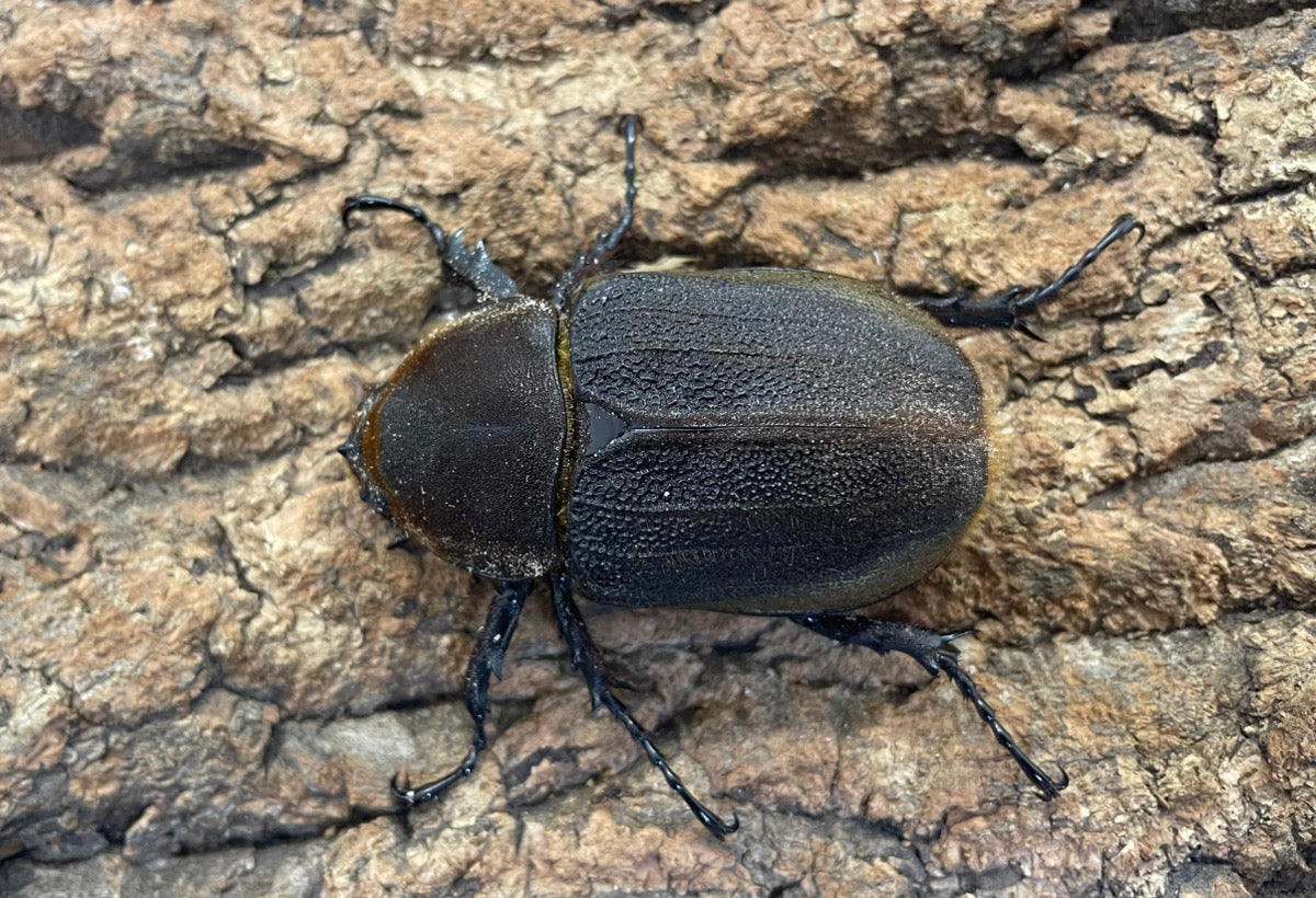 DH.ヘラクレスオオカブト