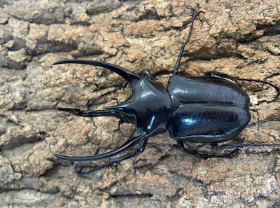 コーカサスオオカブト（原名亜種）