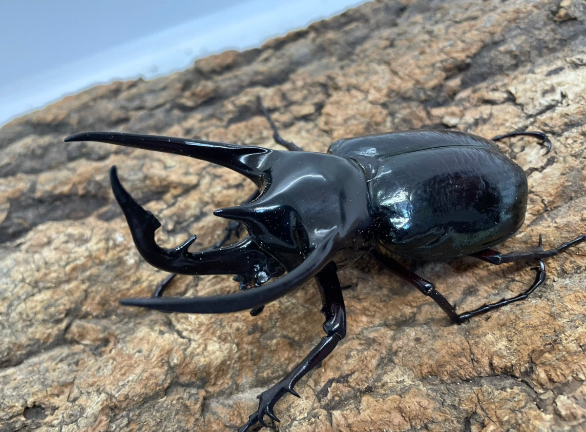 コーカサスオオカブト（原名亜種） – INSECT SHOP KMY