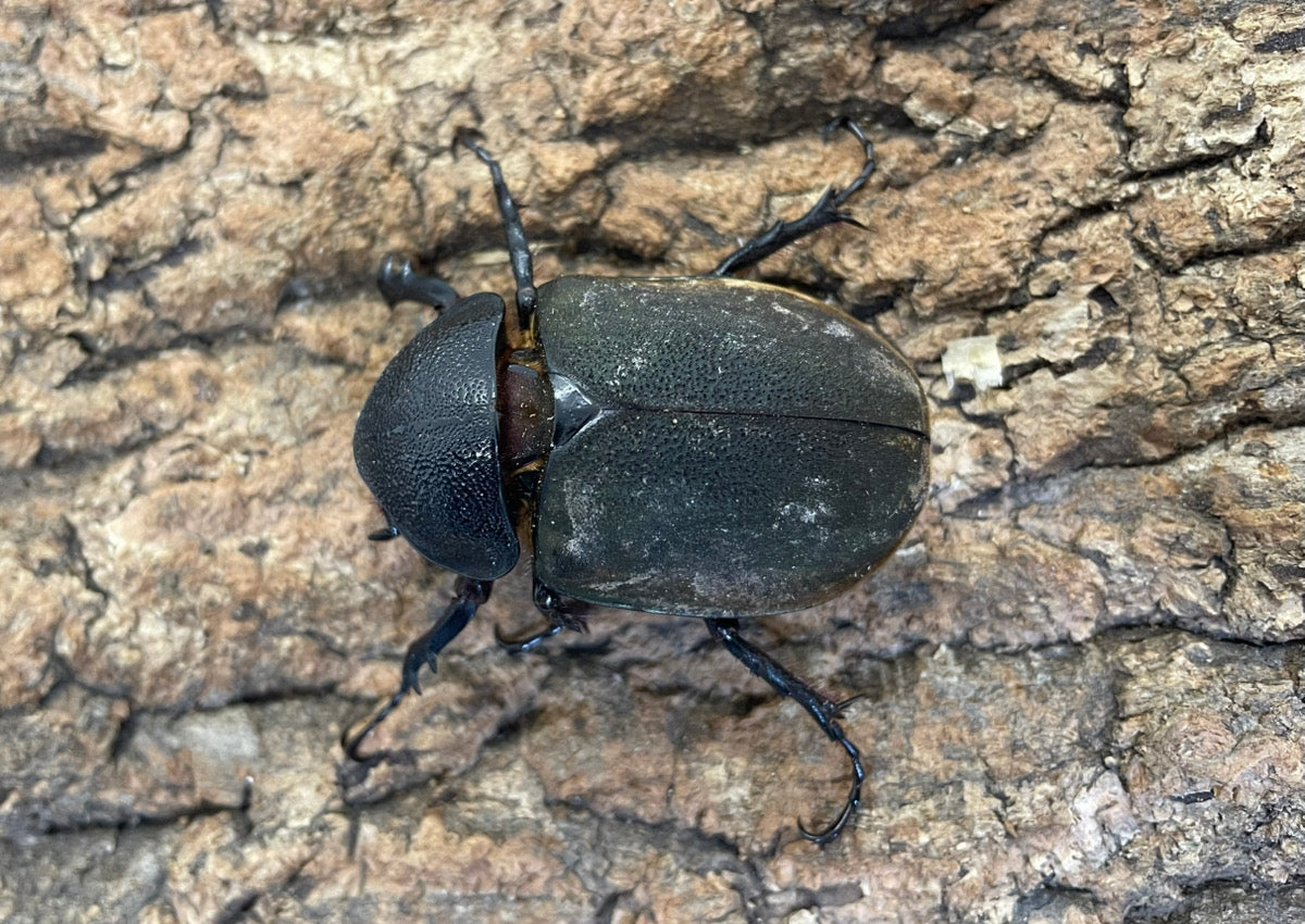 コーカサスオオカブト（原名亜種）