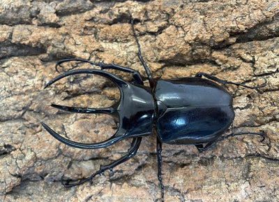 コーカサスオオカブト（原名亜種）