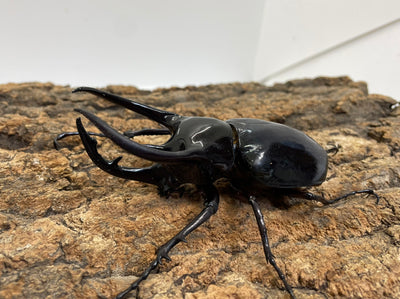 コーカサスオオカブト（原名亜種）