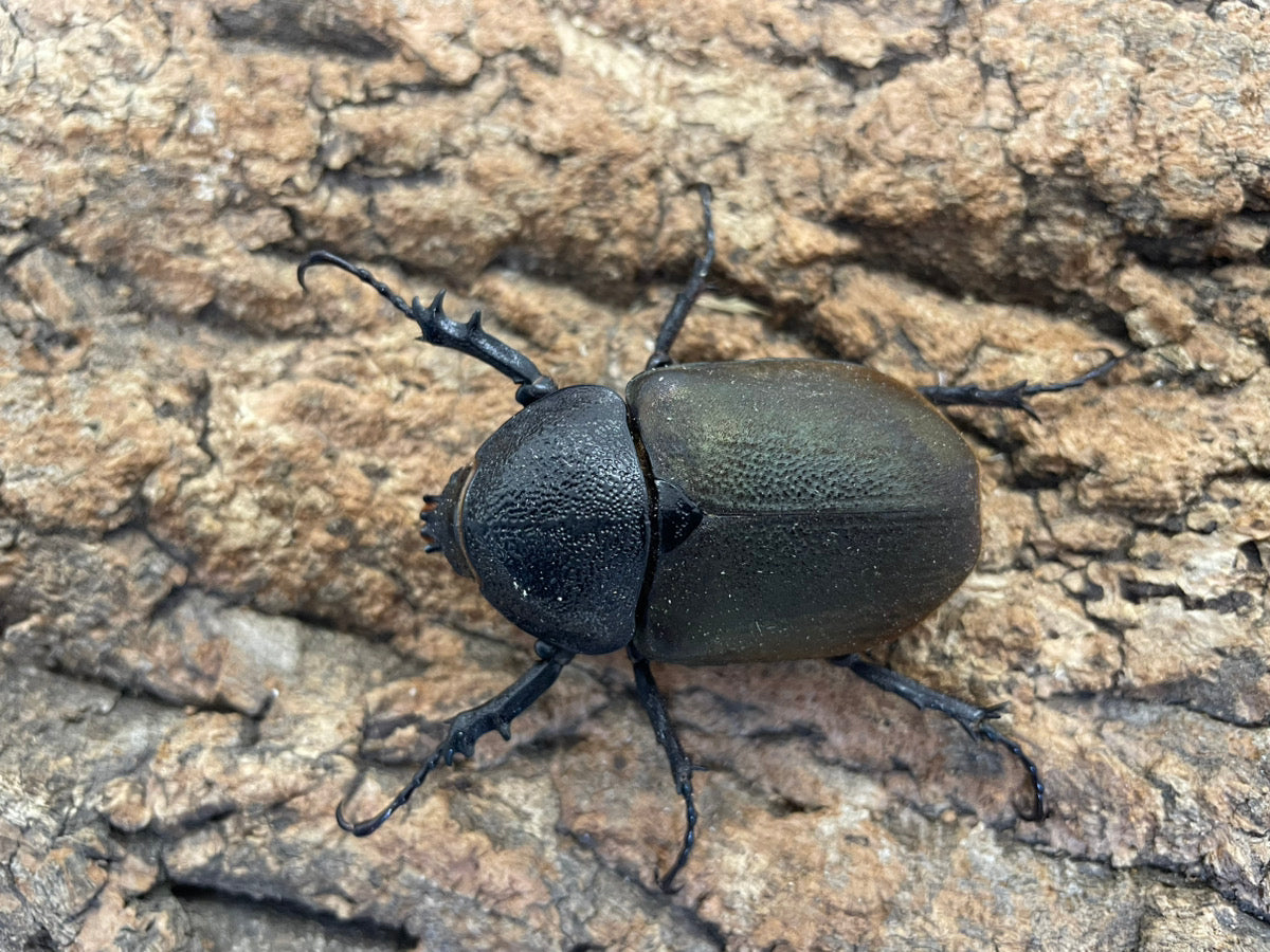 コーカサスオオカブト（原名亜種）