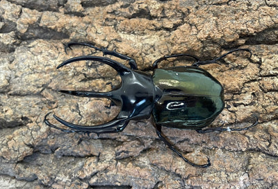 コーカサスオオカブト（原名亜種）