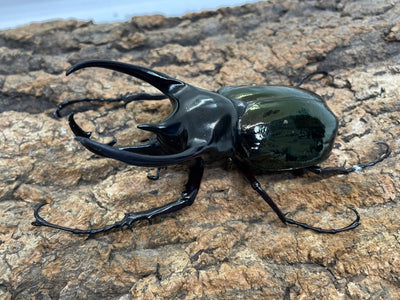 コーカサスオオカブト（原名亜種）