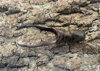 【WD】メタリフェルホソアカクワガタ