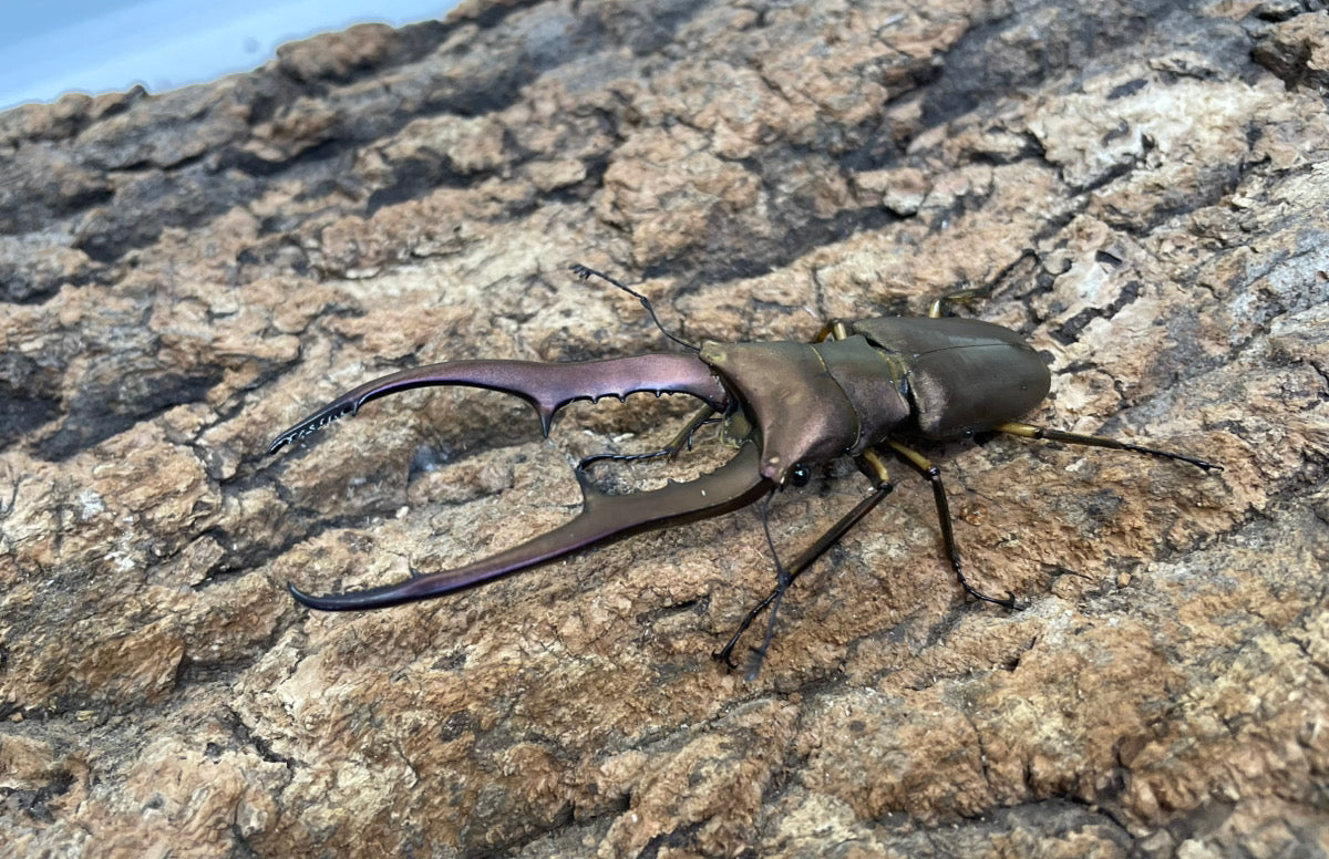 【WD】メタリフェルホソアカクワガタ