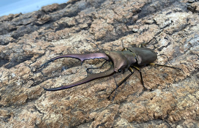 【WD】メタリフェルホソアカクワガタ