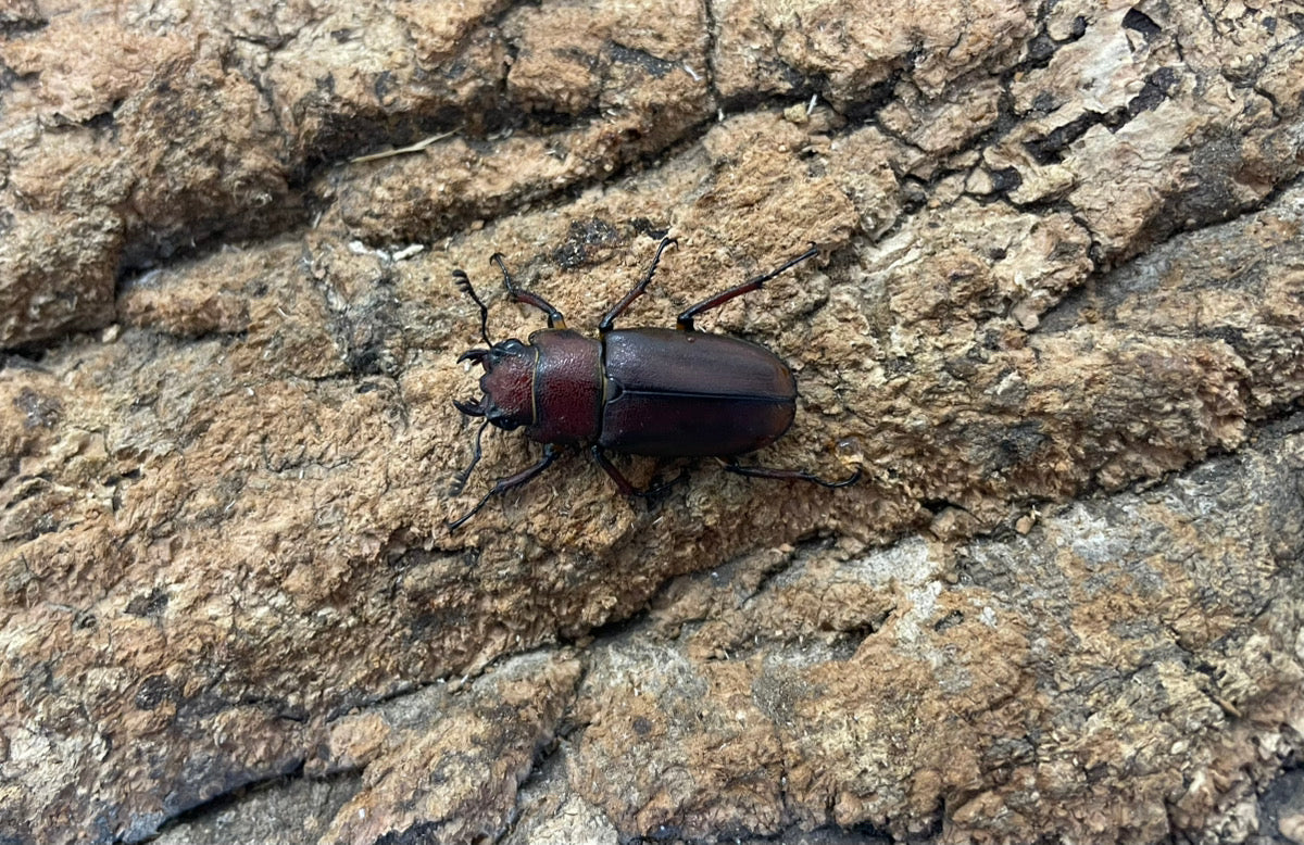 【WD】メタリフェルホソアカクワガタ