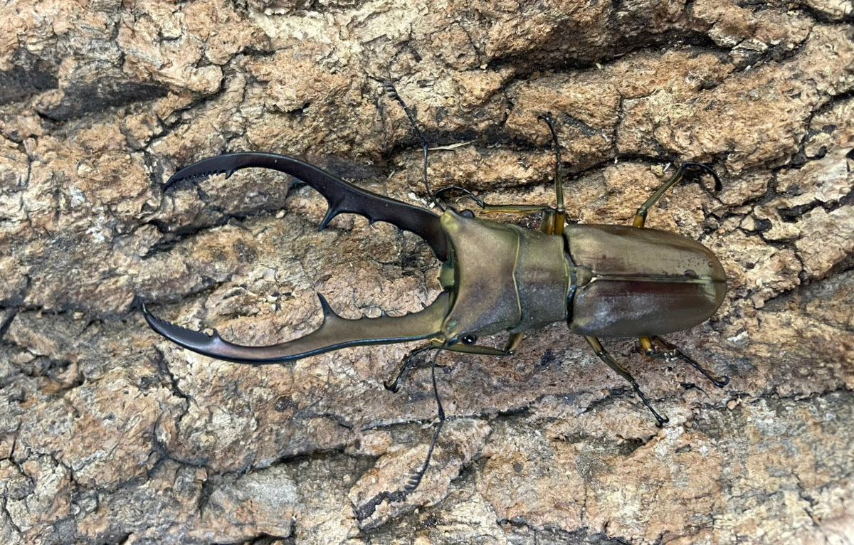 【WD】メタリフェルホソアカクワガタ