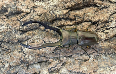 【WD】メタリフェルホソアカクワガタ