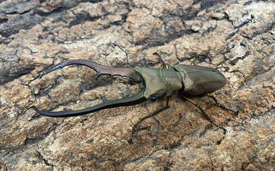 【WD】メタリフェルホソアカクワガタ