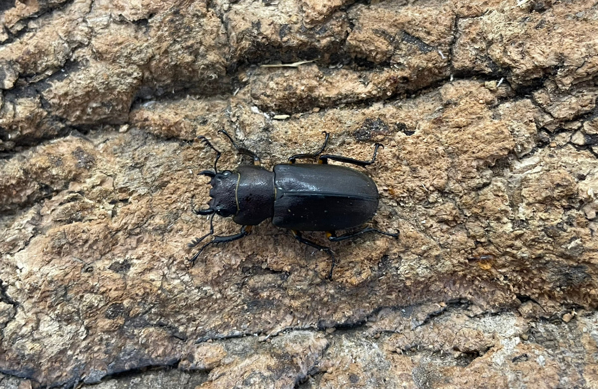 【WD】メタリフェルホソアカクワガタ