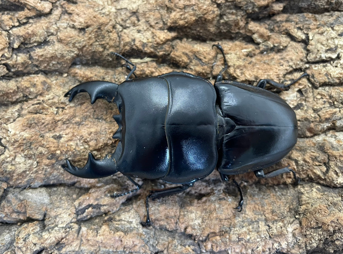 【WD】アルキデスヒラタクワガタ