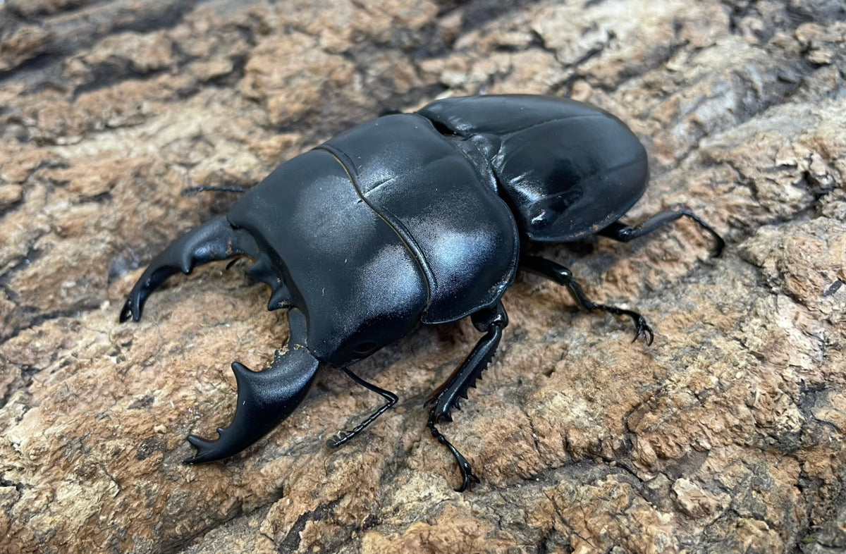 【WD】アルキデスヒラタクワガタ