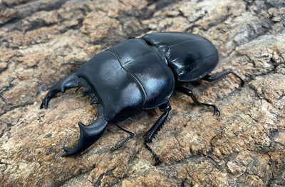 【WD】アルキデスヒラタクワガタ