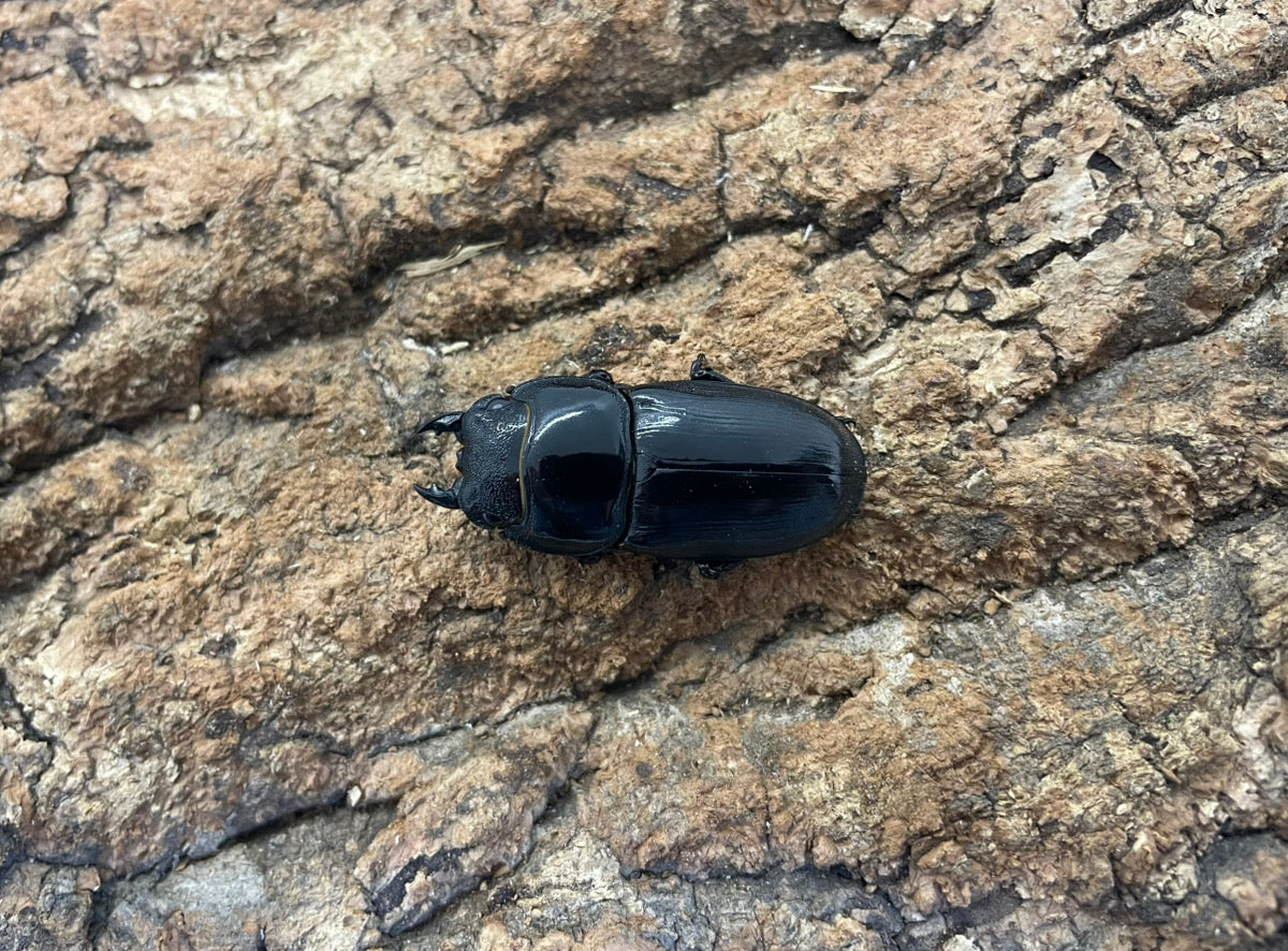 【WD】アルキデスヒラタクワガタ