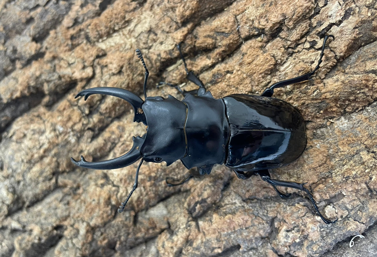 【WD】ダールマンツヤクワガタ