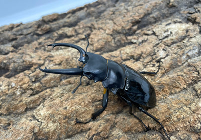 【WD】ダールマンツヤクワガタ