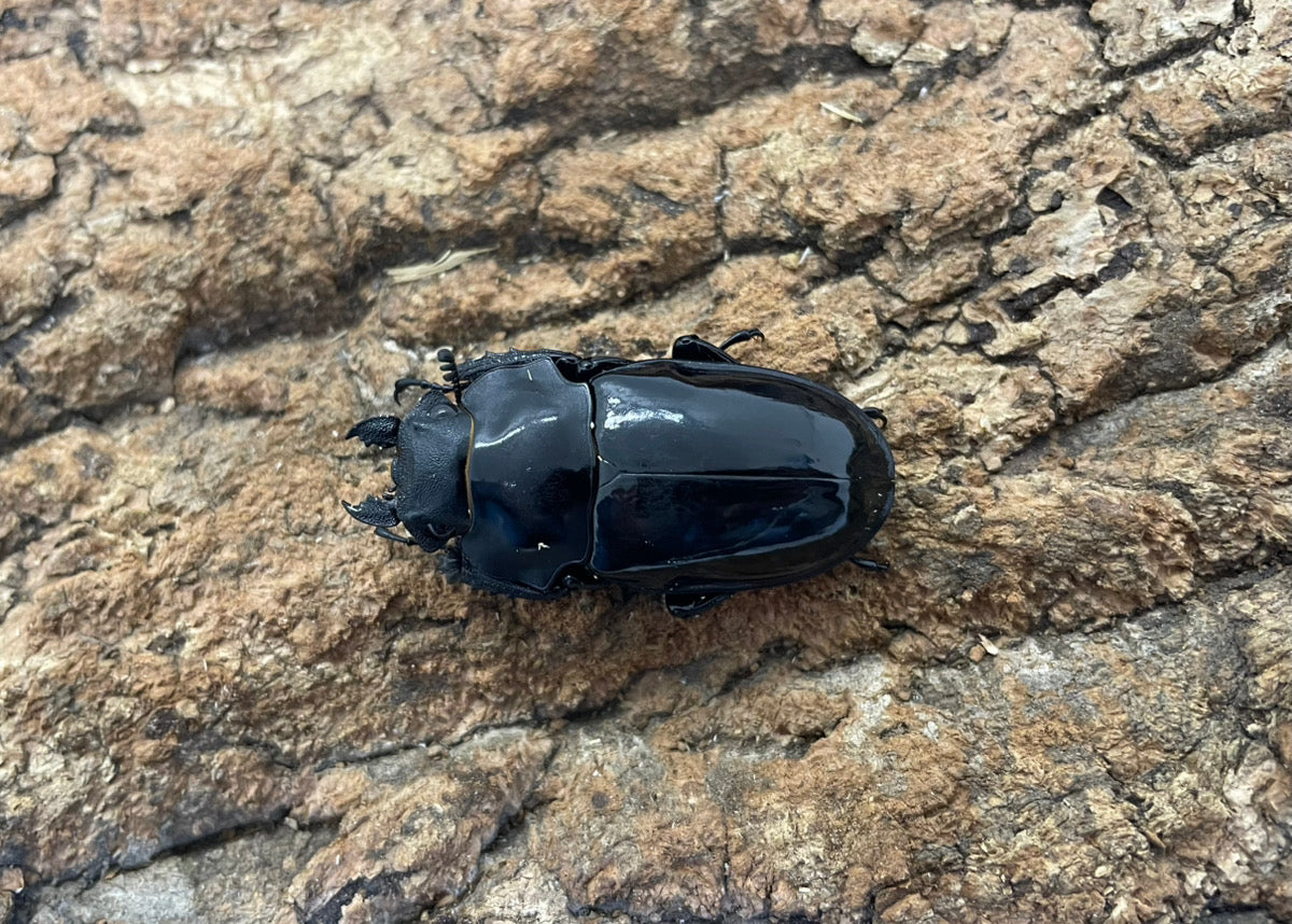 【WD】ダールマンツヤクワガタ