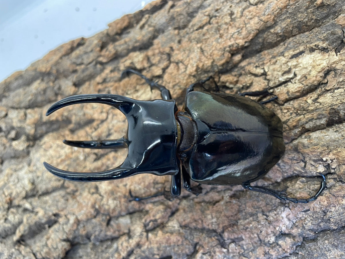 外国産大型カブト系 – INSECT SHOP KMY