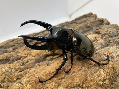 【WD】コーカサスオオカブト