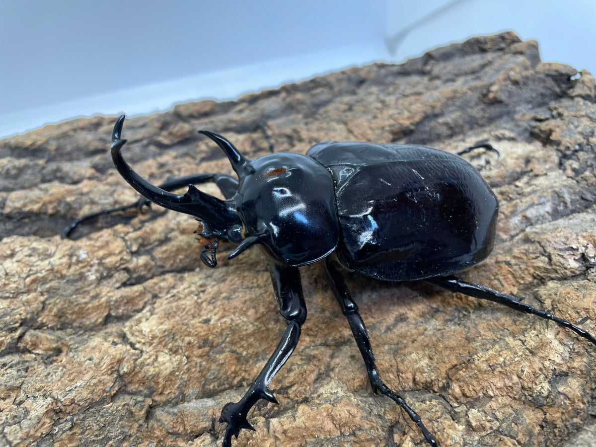 マルスゾウカブト – INSECT SHOP KMY